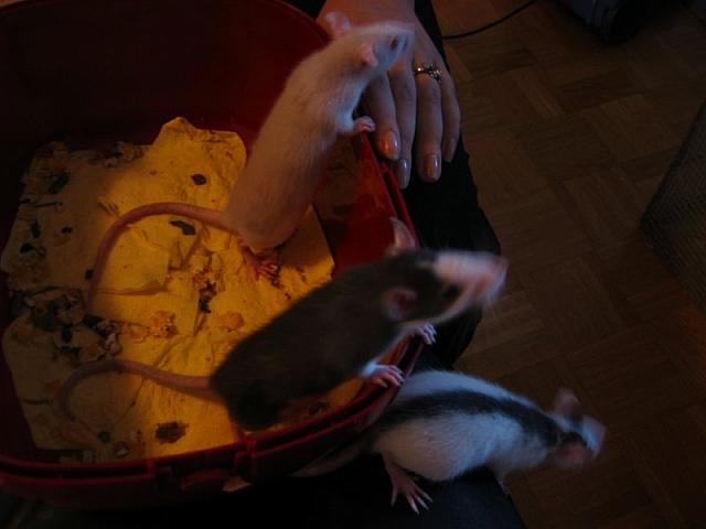 Young Sora, Nami and Yuri (right after they arrived at our home)