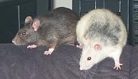 Our rats