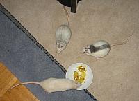 Nami, Yuri and Sora eating rice