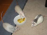 Nami, Sora and Yuri eating rice
